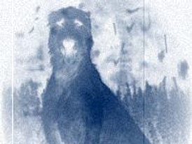 blackdog-2761021680.jpg