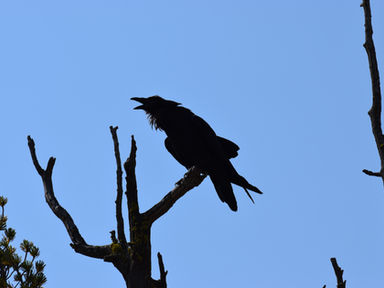 A raven from Yellowstone National Park.
