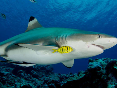 Another Shark Week Has Come and Swam Away