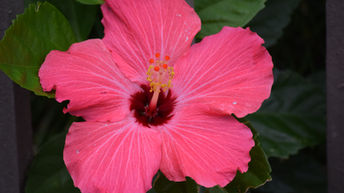 A flower from New Orleans