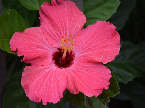 A flower from New Orleans