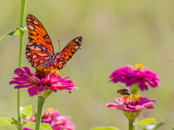 243_BUTTERFLY_Gulf Fritillary_Agraulis v