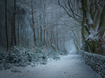winter, woodland, snow, cold mist, trees, walls, peak district, peak district national park,