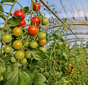 Tomates cerise de la Ferme de la Chapelette - Culture 2016.JPG