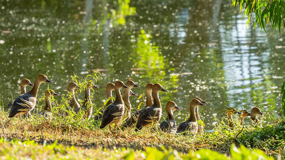 Ducks line up next to the water's edge