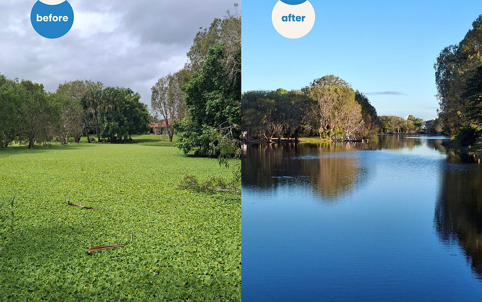 Before shot of a wetland covered in weeds, and an after harvesting shot where the wetland is weed free
