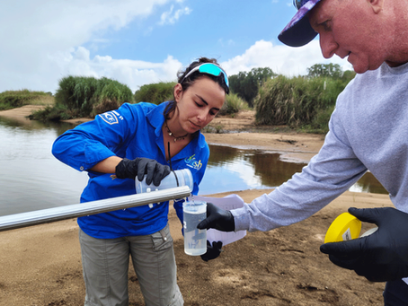 Two people wearing protective gloves collect water samples for environmental DNA (eDNA) testing beside Baratta Creek. An OzFish volunteer in a blue shirt pours water into a sample container held by a second person, with the creek and grassy banks in the background.