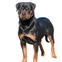 Von Gogginhaus Kennels Rottweiler Breeder in Canton, MA