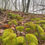 Thumbnail: Rock Cap Moss  For Sale by Appalachian Moss N' More