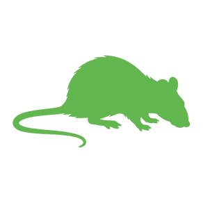 Termite and Rodent Protection Services by Bug Lady Pest Control Midland, TX