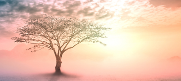 Past Life Regression Services with Lake Superior Roots Healing