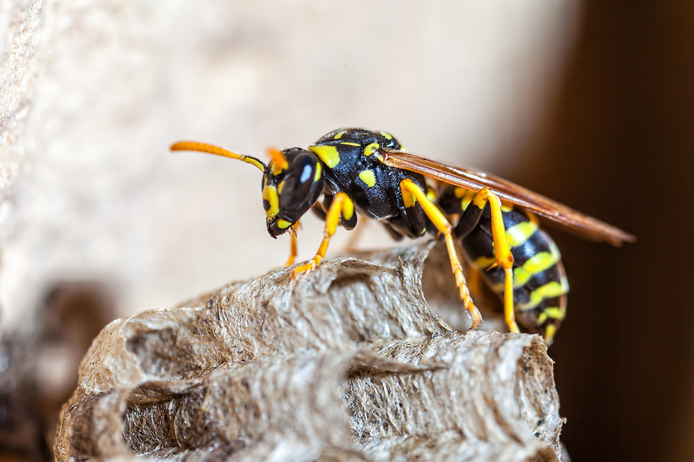 wasp and pest control in Murrieta