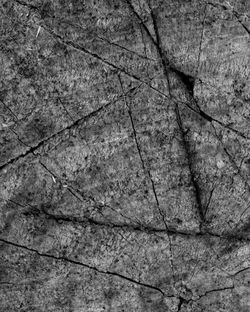 Die Seele des Holzes