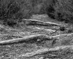 Die Seele des Holzes - Wurzeln