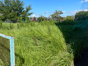 夏といえば……🌱