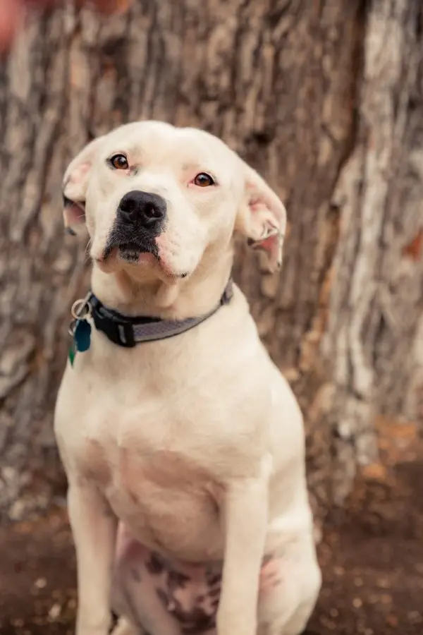 white dog sitting in front of a tree