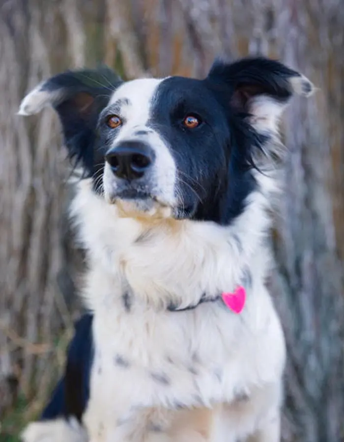 black and white dog sitting in front of a tree