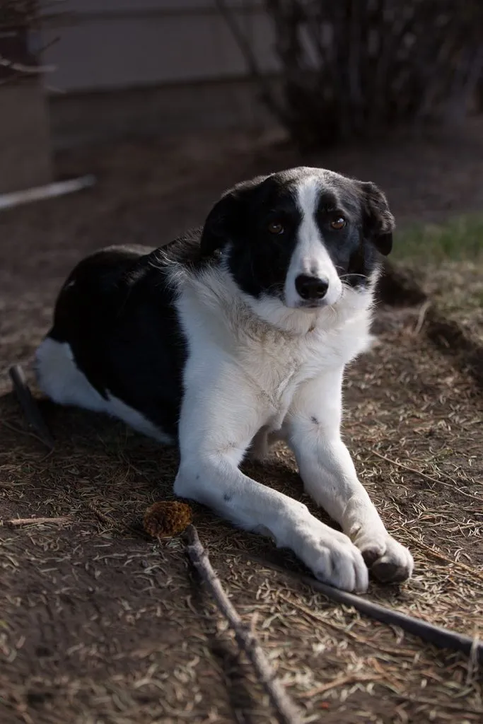 black and white dog laying on the dirt
