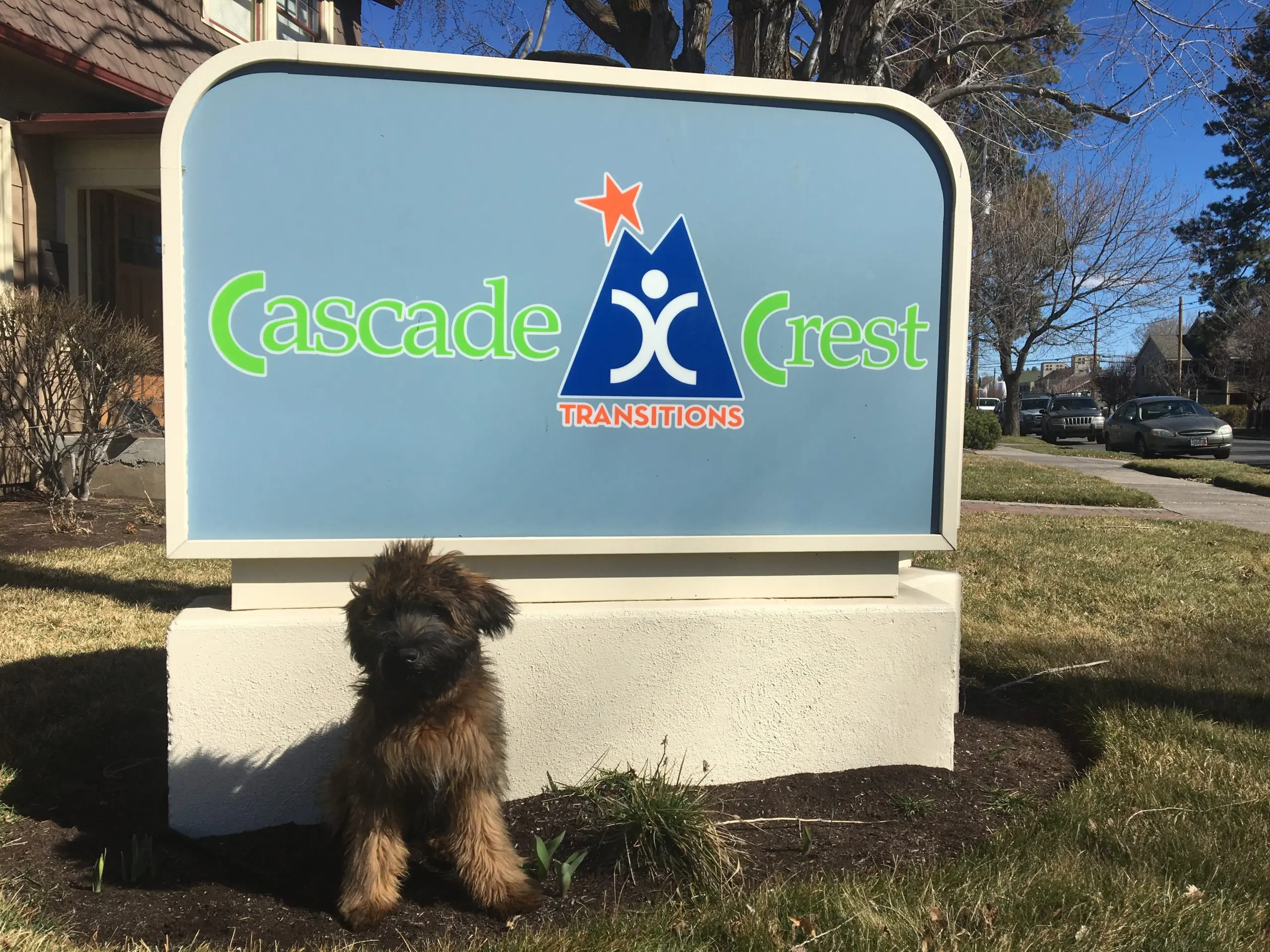 dog stands in front of a business sign