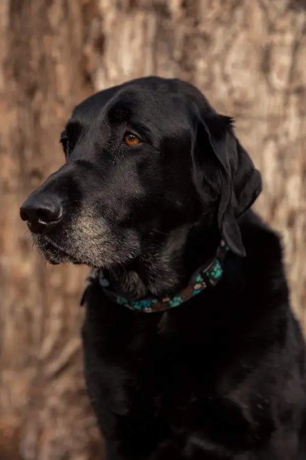 black lab dog sitting in front of tree