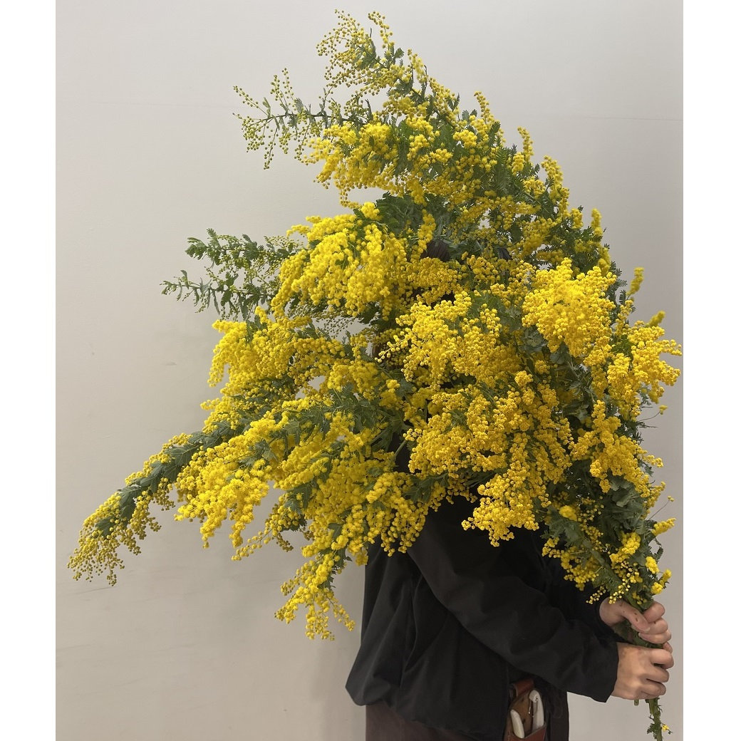 1階＝フラワーショップ【3月8日（日）ミモザの日にちなんだフレッシュ