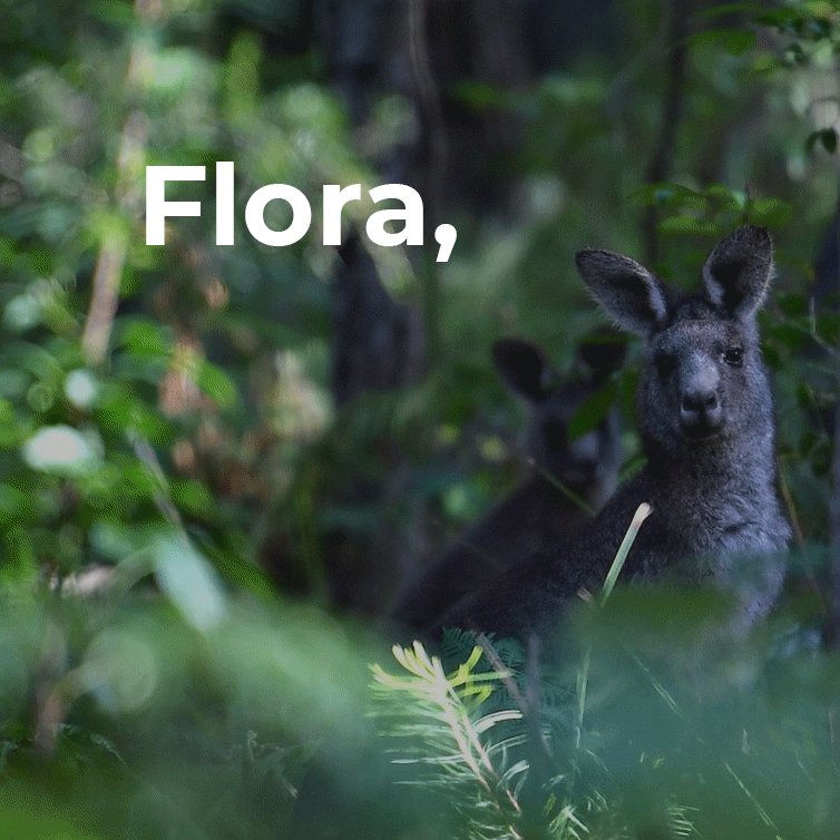 flora fauna fire.gif
