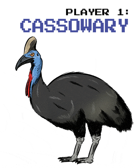 cassowary.gif