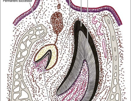 Growing New Teeth — The Future of Replacing Missing Teeth