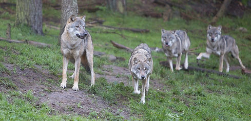 Wildpark GueWoelfe.jpg