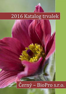 katalog trvalek