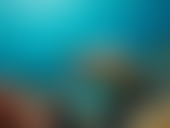 Découvrez la fascinante tortue imbriquée des Maldives : un témoignage vivant de la biodiversité marine