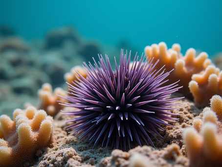 Erizos de mar en UMaldives: Protectores del arrecife o un signo de advertencia ecológica