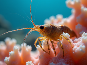 Discover the Secret Life of Cleaner Shrimp and Their Vital Role in Reef Health