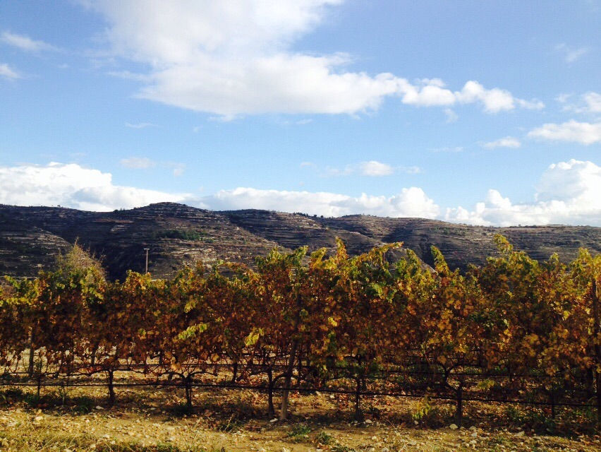 23.11.2014 Wine Tour (9).jpg