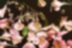top-view-beautiful-pink-flowers-black-water.jpg