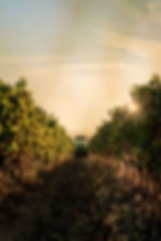 Domaine de la Lause