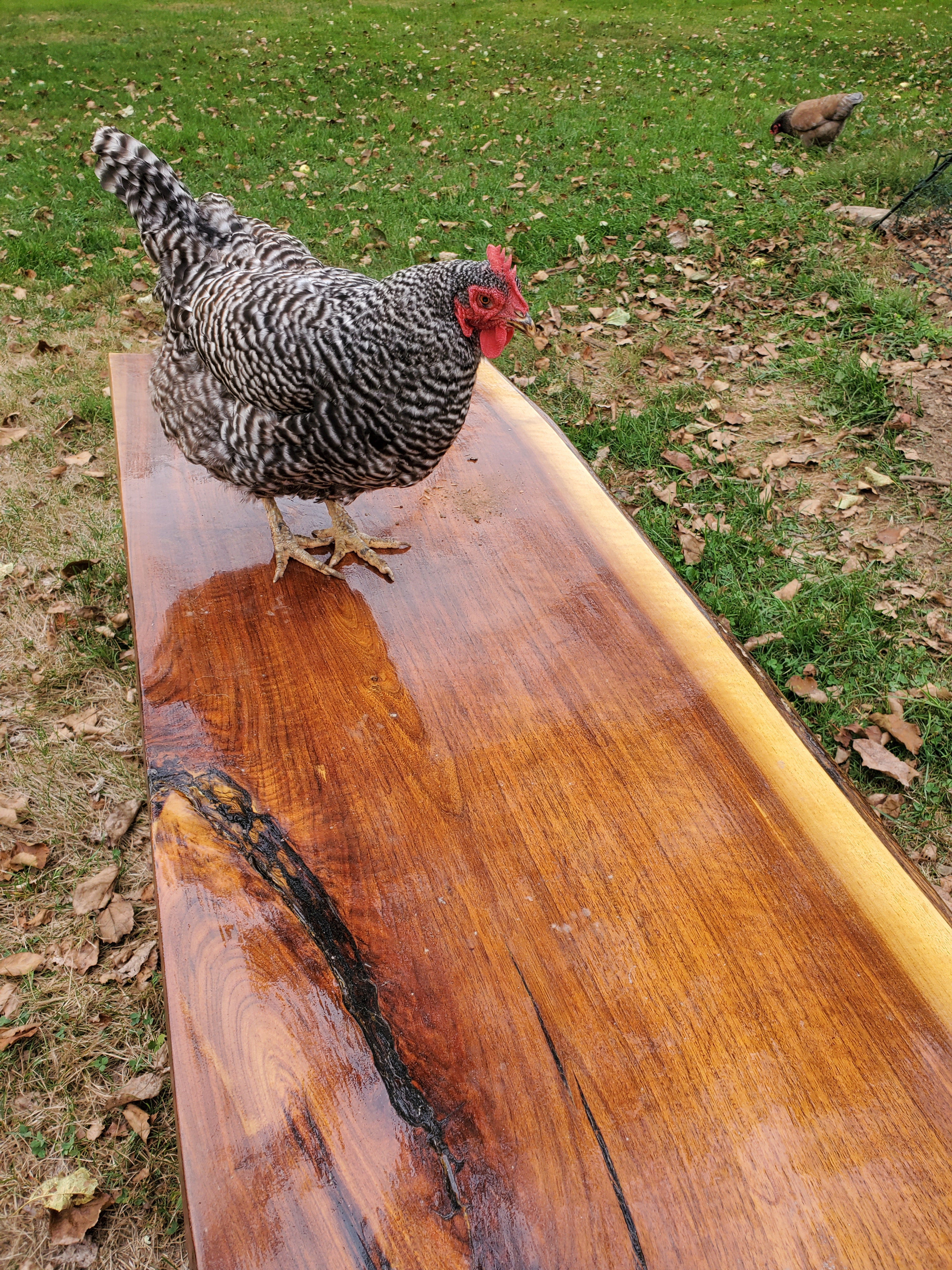 Walnut Outdoor Bench