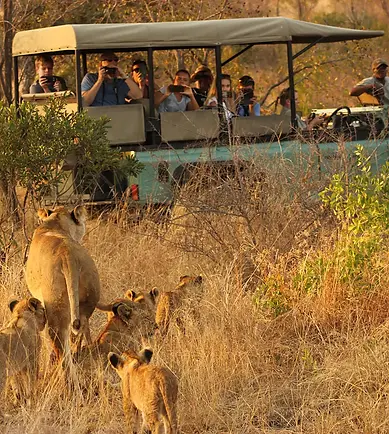 6757443b38b5ca43988ad8c9_66d9b87f199da438cee48ca8_Lion Big 5 .webp