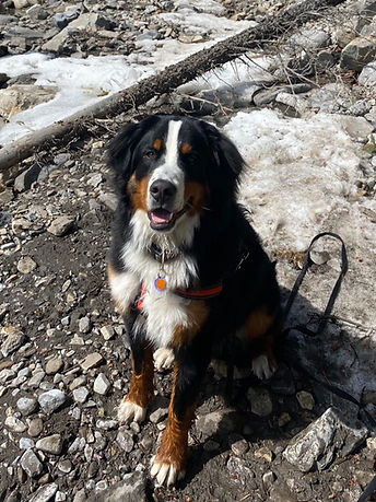 Bernese Mountain Dog in Snow by River