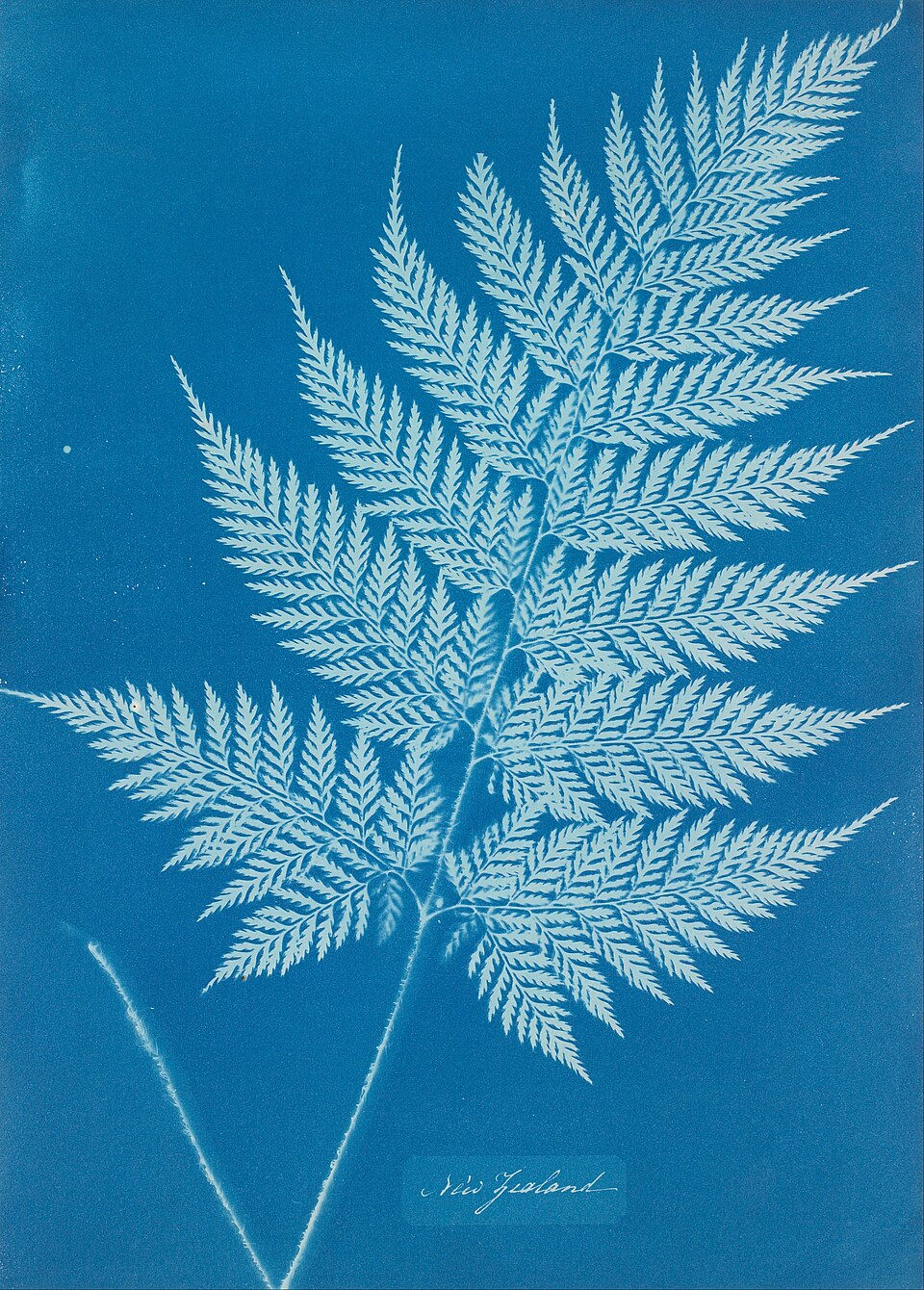 cyanotype d'anna atkins