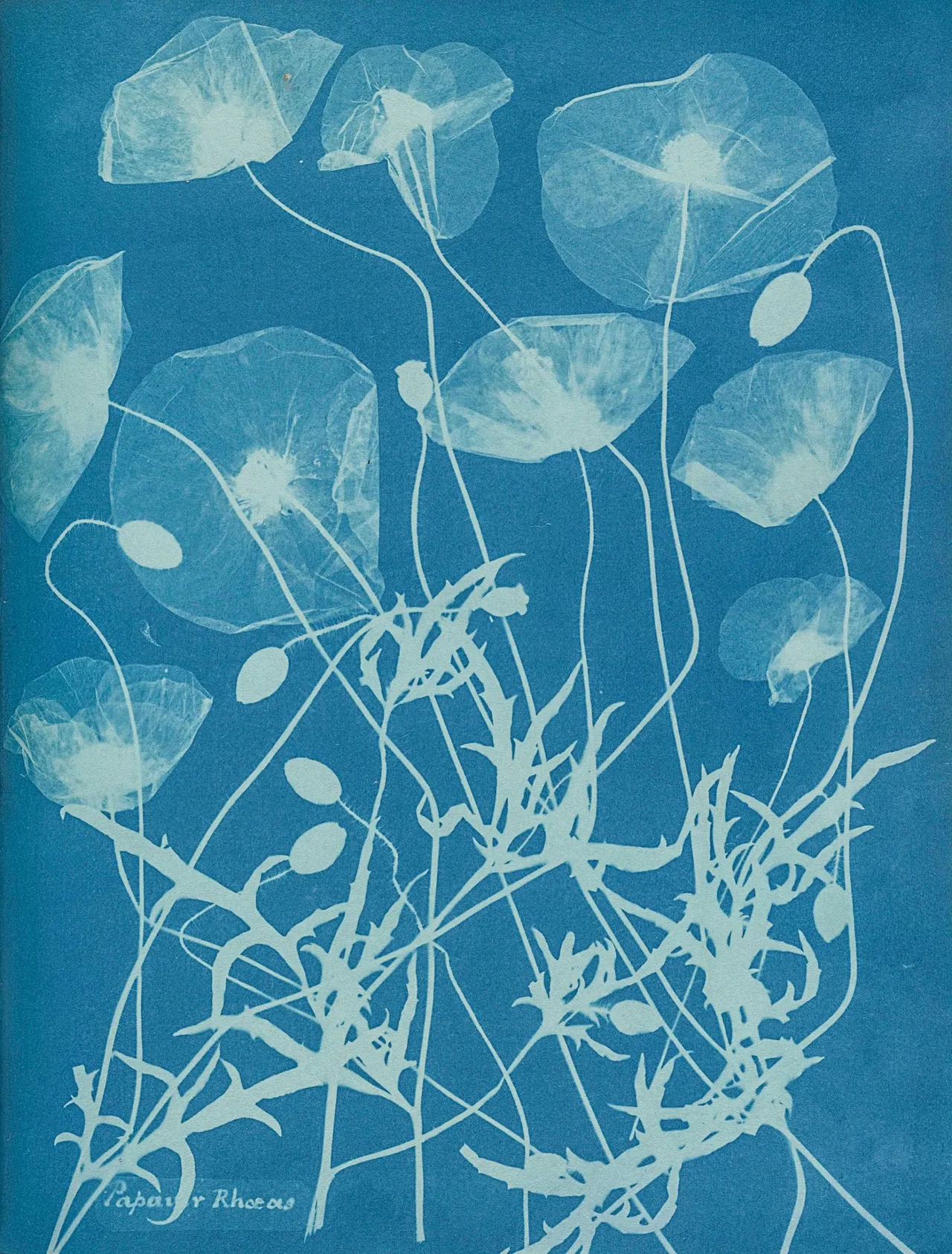 cyanotype d'anna atkins