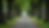 Eye-level view of a peaceful cemetery pathway lined with trees