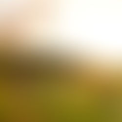 Yoga Discovery Festival 2026 - ein Yoga Retreat in Brigels vom 14. - 16. Juni