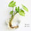 Thumbnail: Glass Hanging Wall Vase