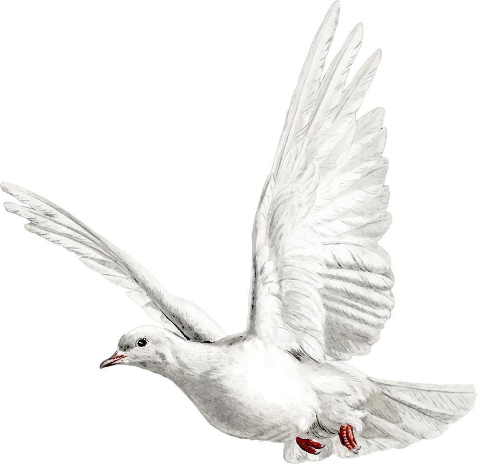 main-pic-dove.png