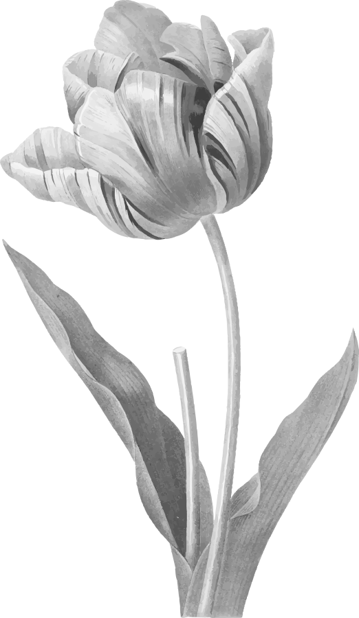 tulip.png