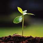 20151229140026-green-sprout-growing-seed-growth-plant-soil-new-young-vegetable-gardening-e
