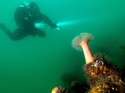 auke and anenemo (Medium)