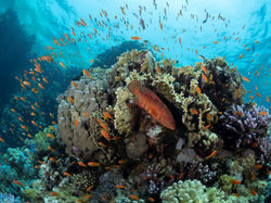 Christal Seas Egypt April 2019-53 (Mediu