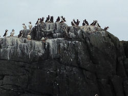 puffins